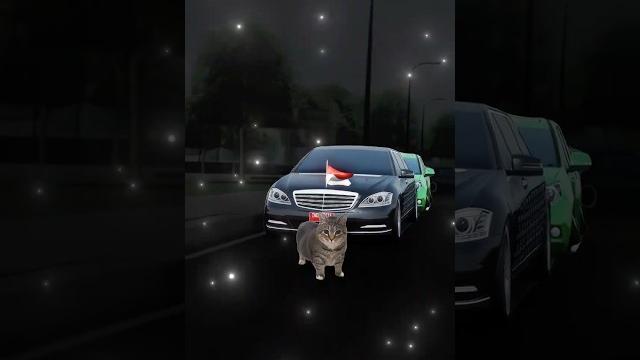 Beberapa koleksi mobilku di cdid dengan si kucing Beberapa koleksi mobilku di cdid dengan si kucing