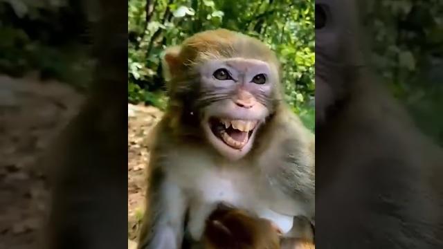 Nakal utarta hai bandar #trending #funny #comedy #bandar my chennal subscribe like please Nakal utarta hai bandar #trending #funny #comedy #bandar my chennal subscribe like please