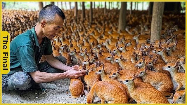 Mouse deer asia! how vietnamese farmers raise thousands of mouse deer | farming documentary Mouse deer asia! how vietnamese farmers raise thousands of mouse deer | farming documentary