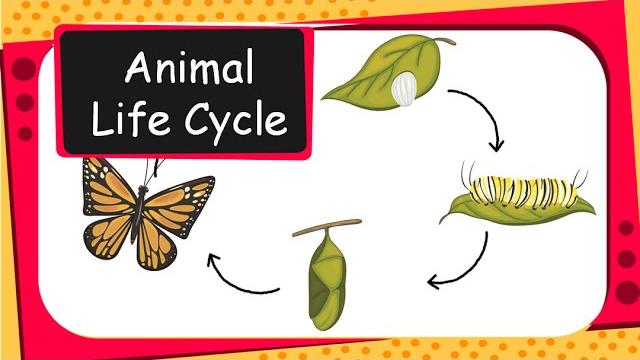 Science - animal life cycles - english Science - animal life cycles - english