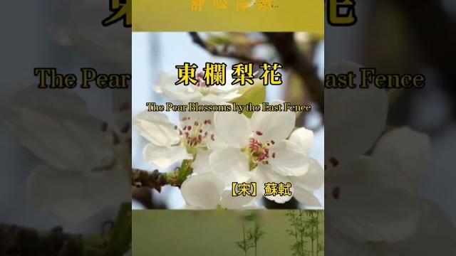 宋·蘇軾《東欄梨花》描寫梨花清雅脫俗,寄託身世之感。su shi's poem depicts pear blossoms' elegance, reflecting his sentiments. 宋·蘇軾《東欄梨花》描寫梨花清雅脫俗,寄託身世之感。su shi's poem depicts pear blossoms' elegance, reflecting his sentiments.