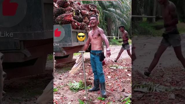 Mandor pemalas #sawit #kelapasawit #kurirsawit #muatsawit #petanisawit #sawit #kelapasawit #fyp Mandor pemalas #sawit #kelapasawit #kurirsawit #muatsawit #petanisawit #sawit #kelapasawit #fyp
