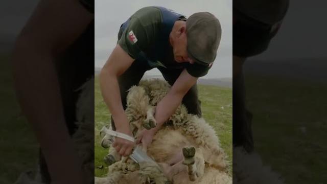Blade sheep shearing Blade sheep shearing