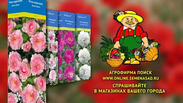 Агрофирма "поиск". розы серии "северный сад". Агрофирма "поиск". розы серии "северный сад".