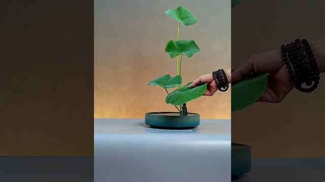 荷叶翠绿垂宽带,睡莲含笑浸池塘。 荷叶翠绿垂宽带,睡莲含笑浸池塘。
