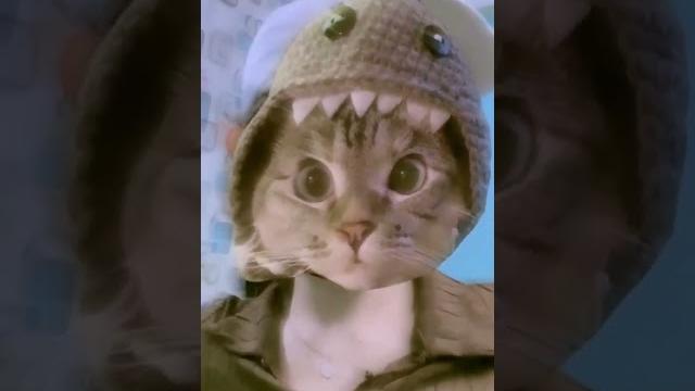 Bigo live x tiktik cat • 4 #shorts Bigo live x tiktik cat • 4 #shorts