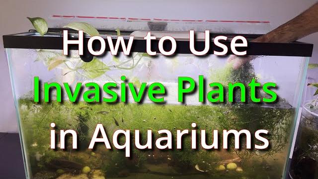 How to use invasive plants in aquariums How to use invasive plants in aquariums