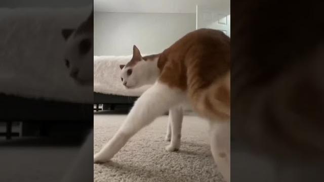 Watch my cat twerk her booty webcam model | funny video try not to laugh challenge | animal tik tok Watch my cat twerk her booty webcam model | funny video try not to laugh challenge | animal tik tok