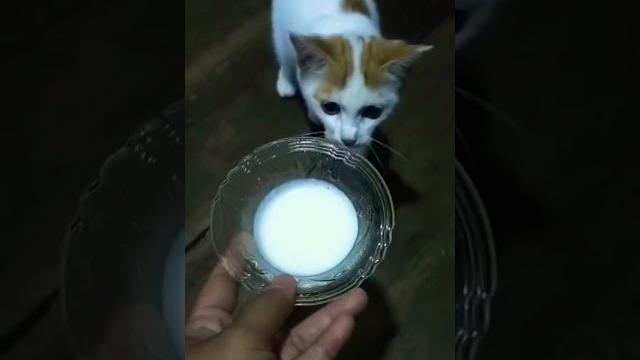 Mimik susu Mimik susu