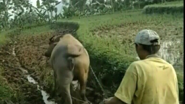 Hobby suka bercocok tanam berdua si montok seger sawah nya di bajak/#sawah#kerbaulucu#petani Hobby suka bercocok tanam berdua si montok seger sawah nya di bajak/#sawah#kerbaulucu#petani