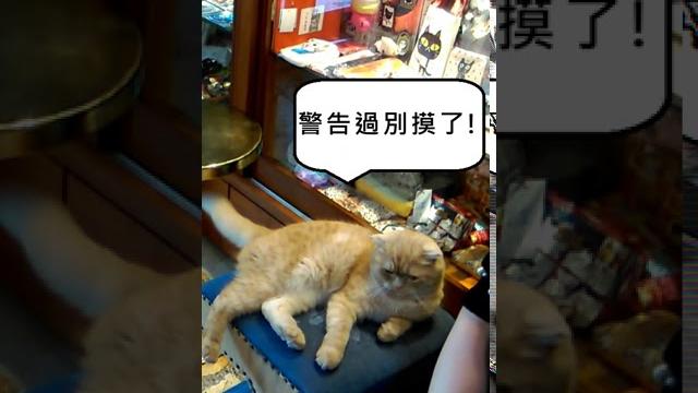 貓咪 neko醬 貓咪 neko醬