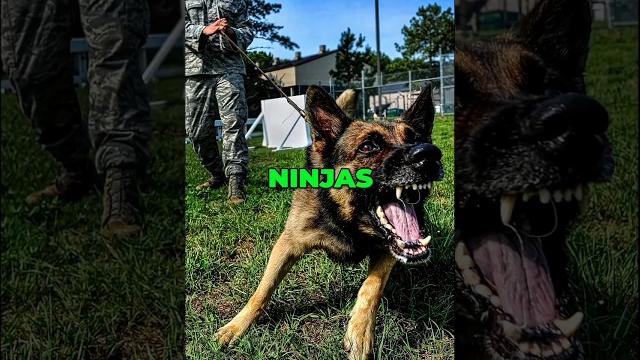 What happened when al qaeda came up against the united states' dogs of war? #usa #military #shorts What happened when al qaeda came up against the united states' dogs of war? #usa #military #shorts
