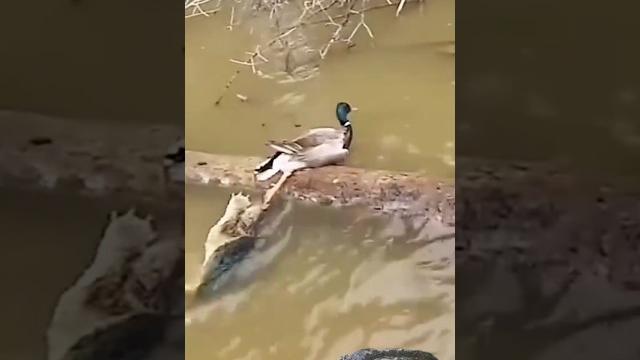 The turtle pulls the duck's leg The turtle pulls the duck's leg