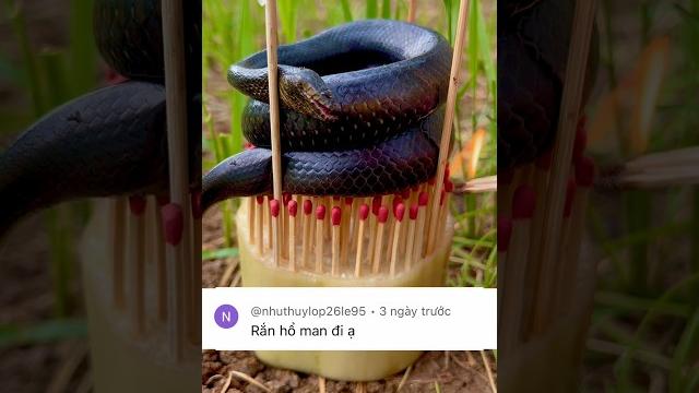 Rắn hổ mang nướng diêm Rắn hổ mang nướng diêm
