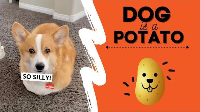 Dog thinks he’s a potato! #fail #cute Dog thinks he’s a potato! #fail #cute