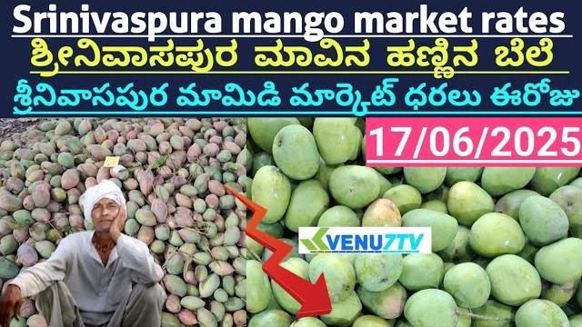 #17/06/2025 #today srinivaspura mango rates #srinivaspura mango market rates #mango rates #venu7tv #17/06/2025 #today srinivaspura mango rates #srinivaspura mango market rates #mango rates #venu7tv
