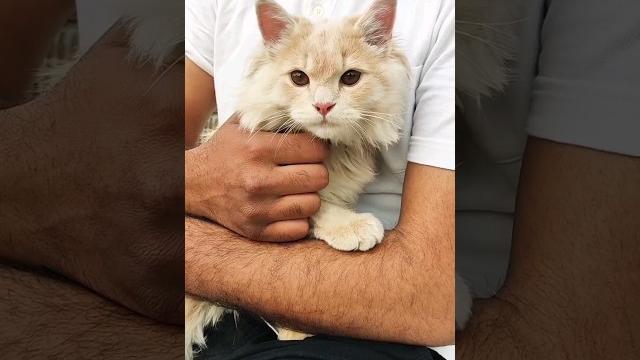Cute cat #shorts #short #cat #trendingshorts #catlover #funny #shortsvideo #catvideos #pets #fypシ Cute cat #shorts #short #cat #trendingshorts #catlover #funny #shortsvideo #catvideos #pets #fypシ