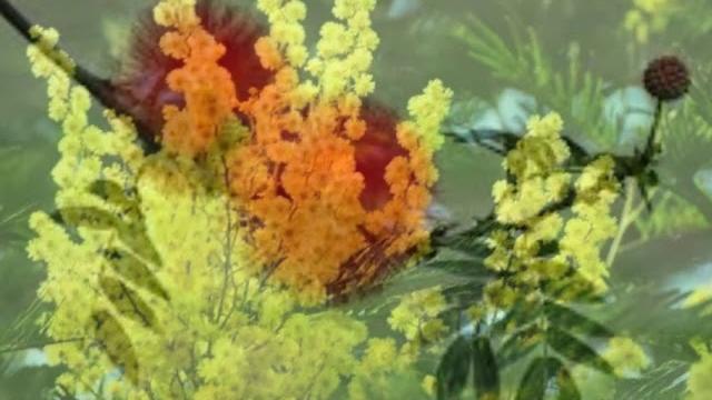 春怨-张露 春怨-张露