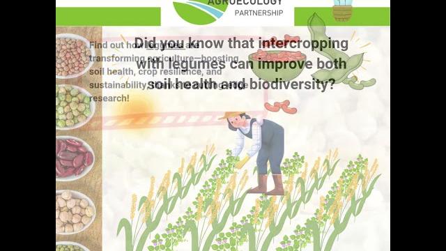 🫛legume-cereal intercropping for sustainable agriculture across europe. #farming #agroecology #soil 🫛legume-cereal intercropping for sustainable agriculture across europe. #farming #agroecology #soil