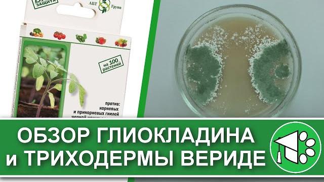 Обзор биопрепаратов триходерма вериде и глиокладин. выращивание триходермы в домашних условиях Обзор биопрепаратов триходерма вериде и глиокладин. выращивание триходермы в домашних условиях