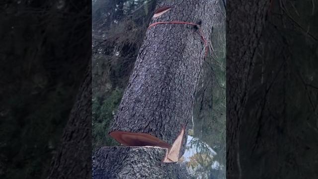 Как спилить дерево. Как спилить дерево.