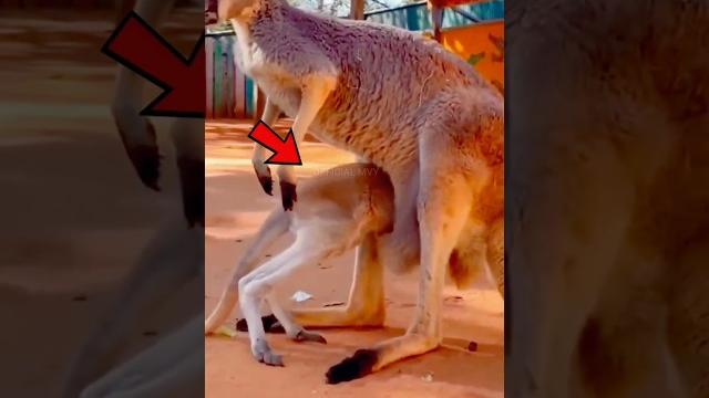 The secret of kangaroo's pocket #shorts The secret of kangaroo's pocket #shorts