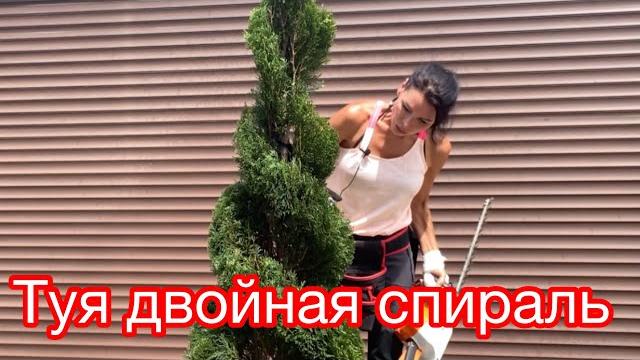 Топиарное искусство Топиарное искусство