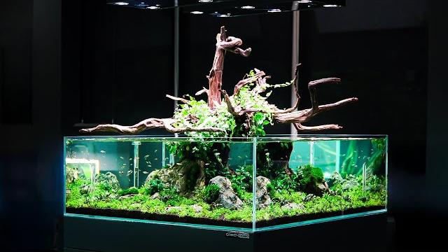 How to make an outstanding diy tree aquascape How to make an outstanding diy tree aquascape