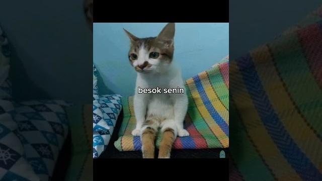 Https://videy.co/v?id=w1boxgug Https://videy.co/v?id=w1boxgug