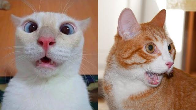 Коты 2022 смешные котики. приколы с котами до слез. я смеялся полчаса funny cats tiktok 2022-2021 Коты 2022 смешные котики. приколы с котами до слез. я смеялся полчаса funny cats tiktok 2022-2021