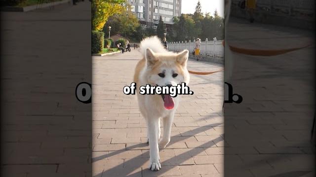 Jindo vs akita #shorts Jindo vs akita #shorts
