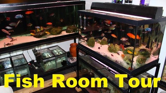 Fish tank aquarium room tour Fish tank aquarium room tour