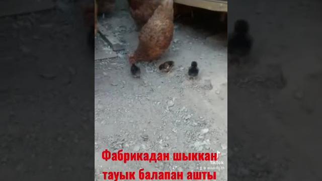 Куры. тауык. балапан. тауык асырау. фабричное. #куры. #тауык #тауық. #несушки #балапан. #цыплята. Куры. тауык. балапан. тауык асырау. фабричное. #куры. #тауык #тауық. #несушки #балапан. #цыплята.