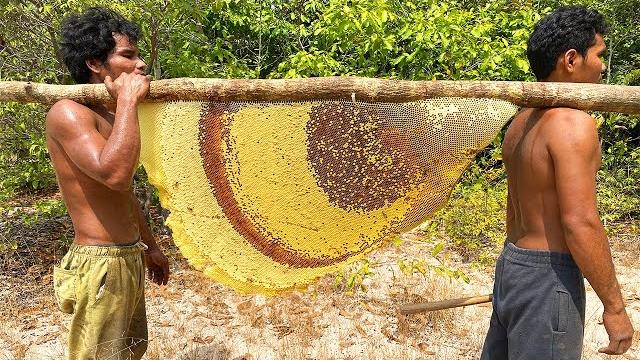 Primitive technology: harvest beehive and honey by brave bushmen Primitive technology: harvest beehive and honey by brave bushmen
