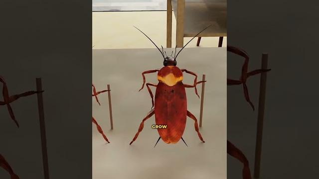 How do cockroaches survive everything? How do cockroaches survive everything?