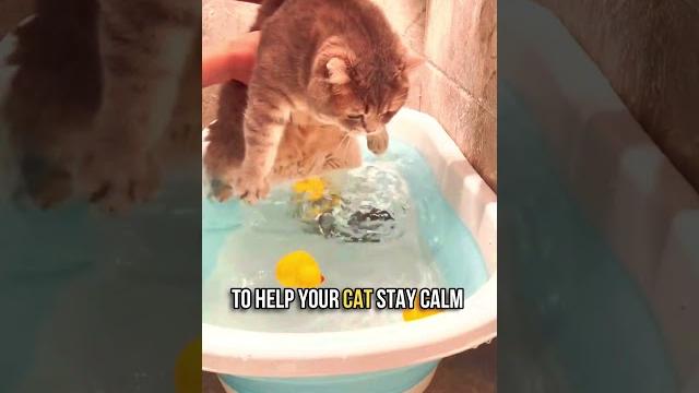 How to bathe your cat in 5 simple steps How to bathe your cat in 5 simple steps