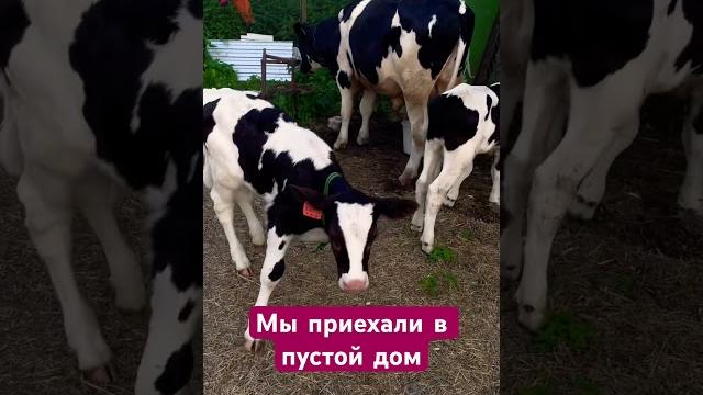 Сменили город на рабский труд в деревне #ферма #сарай #семейнаяферма #переезд #агро #мечты #корова Сменили город на рабский труд в деревне #ферма #сарай #семейнаяферма #переезд #агро #мечты #корова