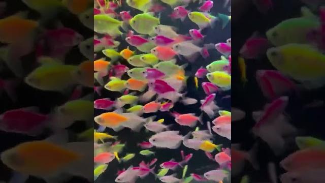 Как вам эти рыбки #аквариум #mashabloom #машаблюм #aquarium #аквариумистика #aquascape #aqua Как вам эти рыбки #аквариум #mashabloom #машаблюм #aquarium #аквариумистика #aquascape #aqua