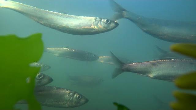 Herring roe fishery, strait of georgia 2020 Herring roe fishery, strait of georgia 2020
