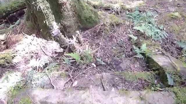 加羅山神社 (舊太平) 加羅山神社 (舊太平)