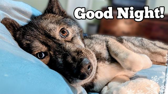My dog's bedtime routine in the spring time! My dog's bedtime routine in the spring time!