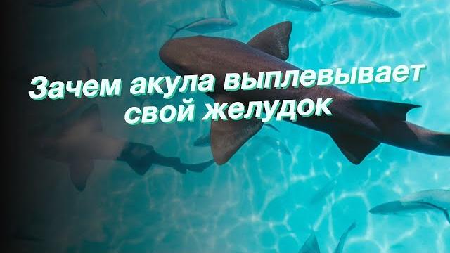 Зачем акула выплевывает свой желудок Зачем акула выплевывает свой желудок