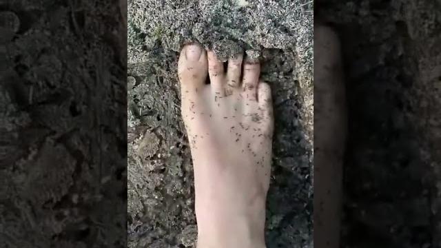 Feet ants, ants on feet, foot guys Feet ants, ants on feet, foot guys