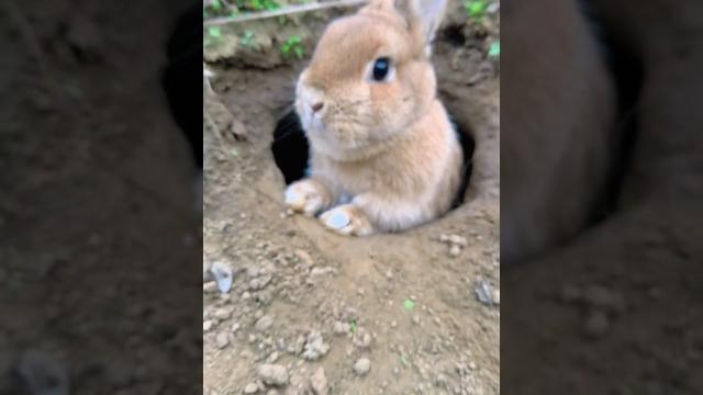 兔媽媽生了窩小兔子。mother rabbit gave birth to many little rabbits 。 #兔子 #田園小萌寵 #kelinci #cutepet #bunny 兔媽媽生了窩小兔子。mother rabbit gave birth to many little rabbits 。 #兔子 #田園小萌寵 #kelinci #cutepet #bunny