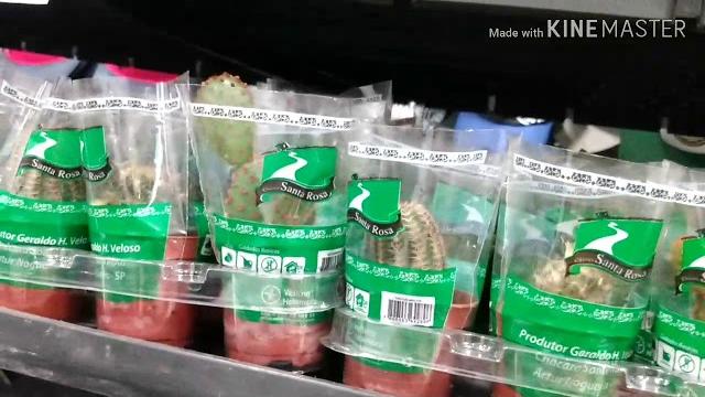 Muitos cactus e plantas no carrefour! Muitos cactus e plantas no carrefour!