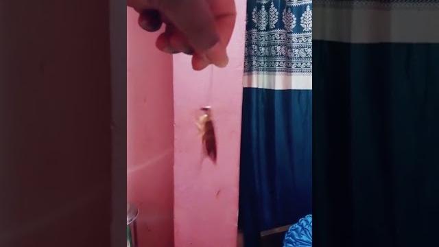 Cockroach dance Cockroach dance