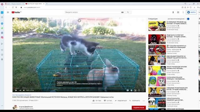 Как росли наши животные! маленький котенок малыш, кошечка мурка и кроля баффи! смешные коты youtub Как росли наши животные! маленький котенок малыш, кошечка мурка и кроля баффи! смешные коты youtub