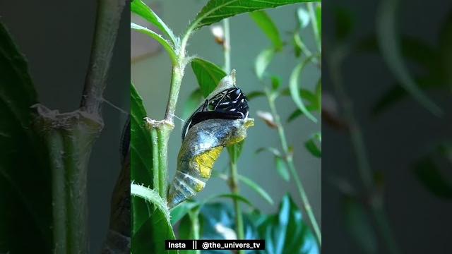Butterfly how beautifully coming out of cocoon #caterpillar into butterfly #butterfly #pupa #cocoon Butterfly how beautifully coming out of cocoon #caterpillar into butterfly #butterfly #pupa #cocoon