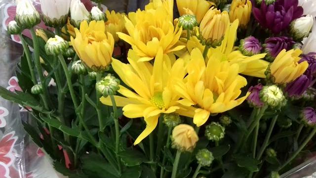 #carrefour feriadão #plantas #preços #carrefour feriadão #plantas #preços
