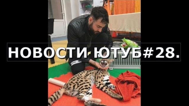 Почему кот афони по клички гучи отгрыз несколько пальцев./сможет ли кот афони по кличке гучи ходить. Почему кот афони по клички гучи отгрыз несколько пальцев./сможет ли кот афони по кличке гучи ходить.